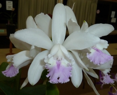 intermedia var. amethystina "Aranbeen"