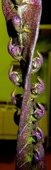 purpureo-rachis