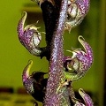 purpureo-rachis