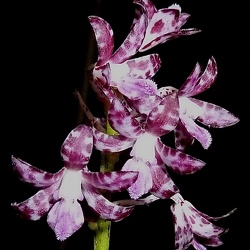 Dipodium (Dipo.)