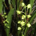 monophyllum