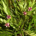 erectifolium