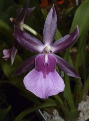 Milt. spectabilis x Mds. schroederiana