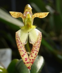 lasiochilum