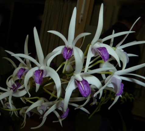 Peppard x speciosum "Michelle"