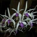 Peppard x speciosum "Michelle"