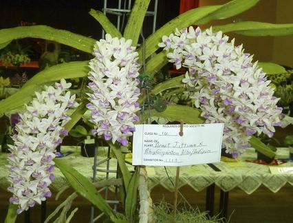 Arnst. Jitima x Rhy. gigantea "Alba"