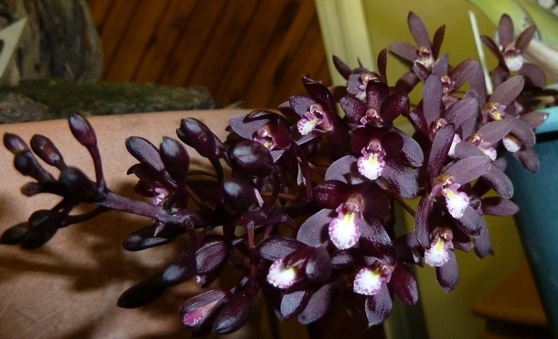 canaliculatum var. sparkensii