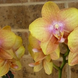 Phal. Brother Sara Gold x Dtps. Tying Shin Phoenix