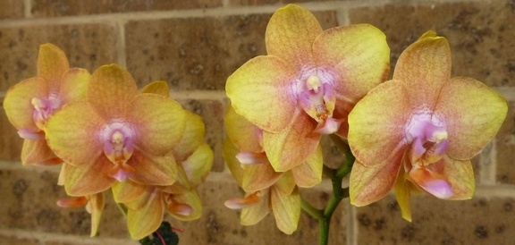 Phal. Brother Sara Gold x Dtps. Tying Shin Phoenix