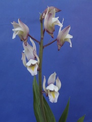 spectabilis "white" form