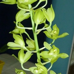 Grammatophyllum (Gram.)