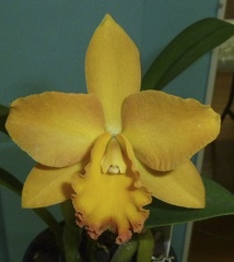 Rlc. Redland Flirt x Ctt. Dal's Buddy