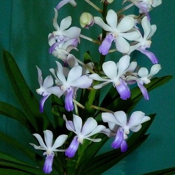 Neostylis (Neost.)