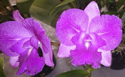 Ctna. Capri x C. Caudebec