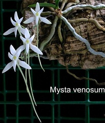 venosum