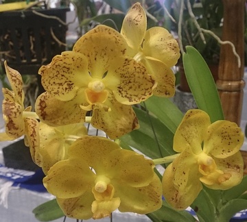 Ascda Golden Harvest Moon