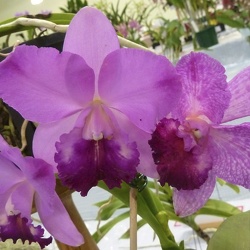 Rth. Dal's Reward x C. Lana Coryell 