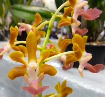 Aer. houlletiana x V. Lionvillei "Alba"