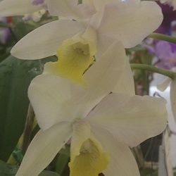 Ctt. Highland Bauble x C. walkeriana