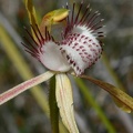 Caladenia (Calda.) serotina.JPG