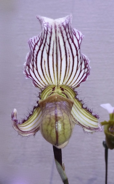 Paph. fairrieanum.JPG