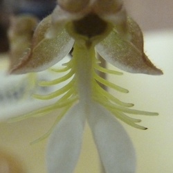 Anoectochilus (Anct.)