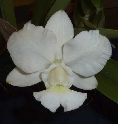 walkeriana "Alba"