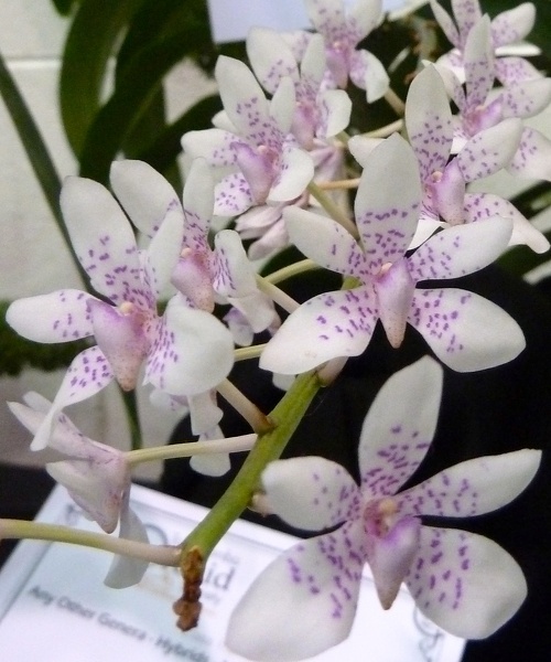 (Sarco Hartmanii x Srts Blue Knob) x Rhy. retusa.JPG