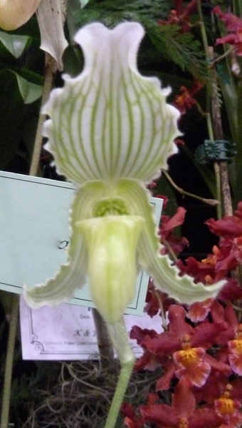 Paph. fairrieanum.JPG