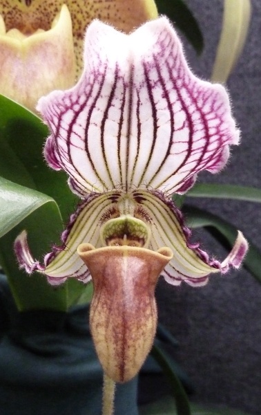 Paph. fairrieanum.JPG