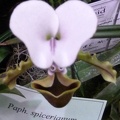 spicerianum