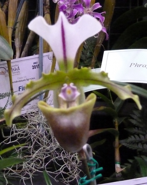 Paph. spicerianum.JPG