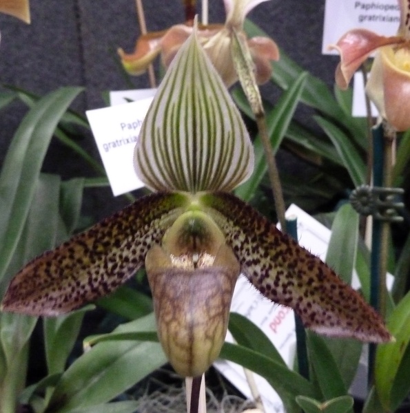 Paph. wardii.JPG