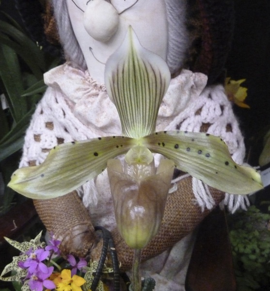 Paph. tonsum.JPG