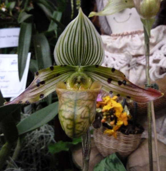 Paph. venustum.JPG