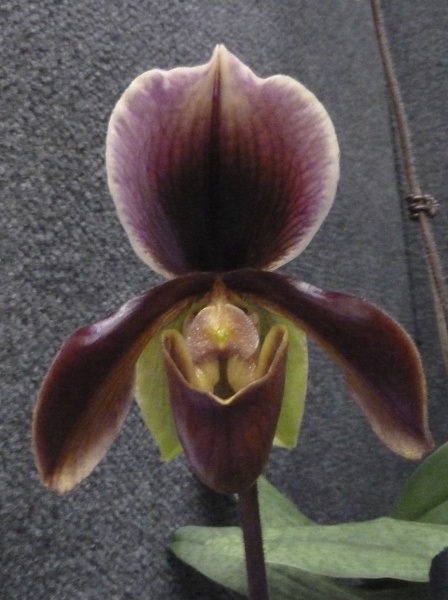 Paph. Via Caldera.JPG