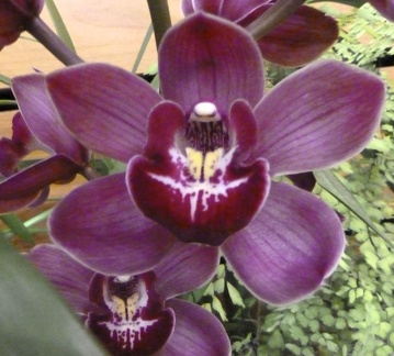 Cym. Darch Joy "Little Toy"