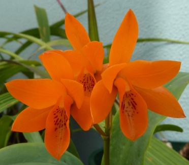 aurantiaca "Orange" x aurantiaca "Key West"