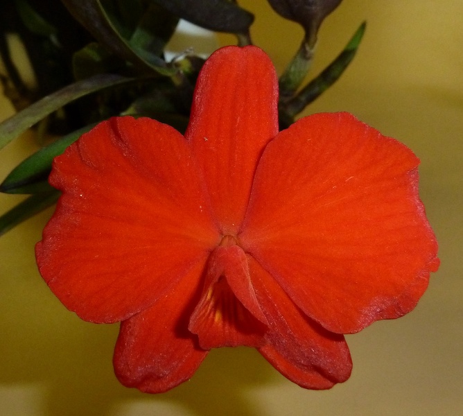 C. coccinea 