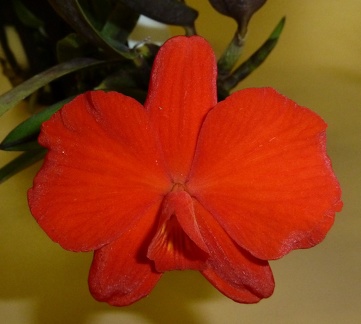 coccinea "wilda One"