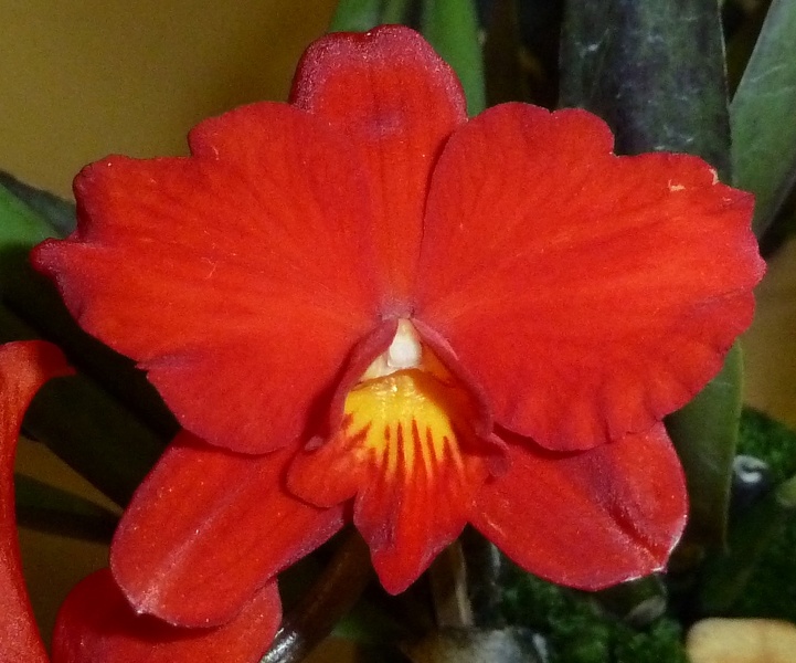 C. coccinea 