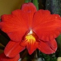 C. coccinea 