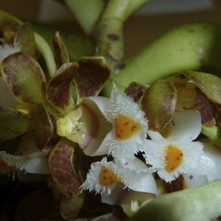 Gastrochilus (Gchls.)