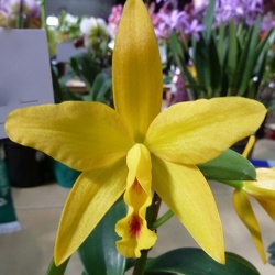 Ctt. Kauai Starbright x C. Jungle Beau