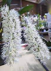 speciosum