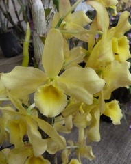 Yellow Ribbon "Delight" x Hambuhren Gold