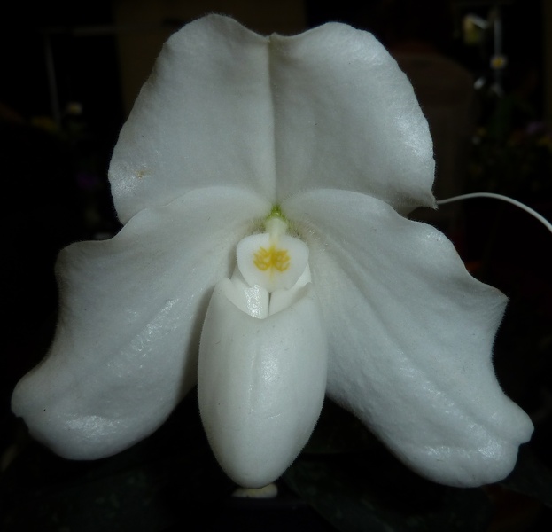 Paph. bellatulum.JPG