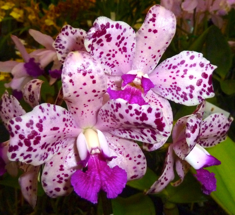 amethystoglossa "Jaguar"