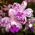 amethystoglossa "Jaguar"